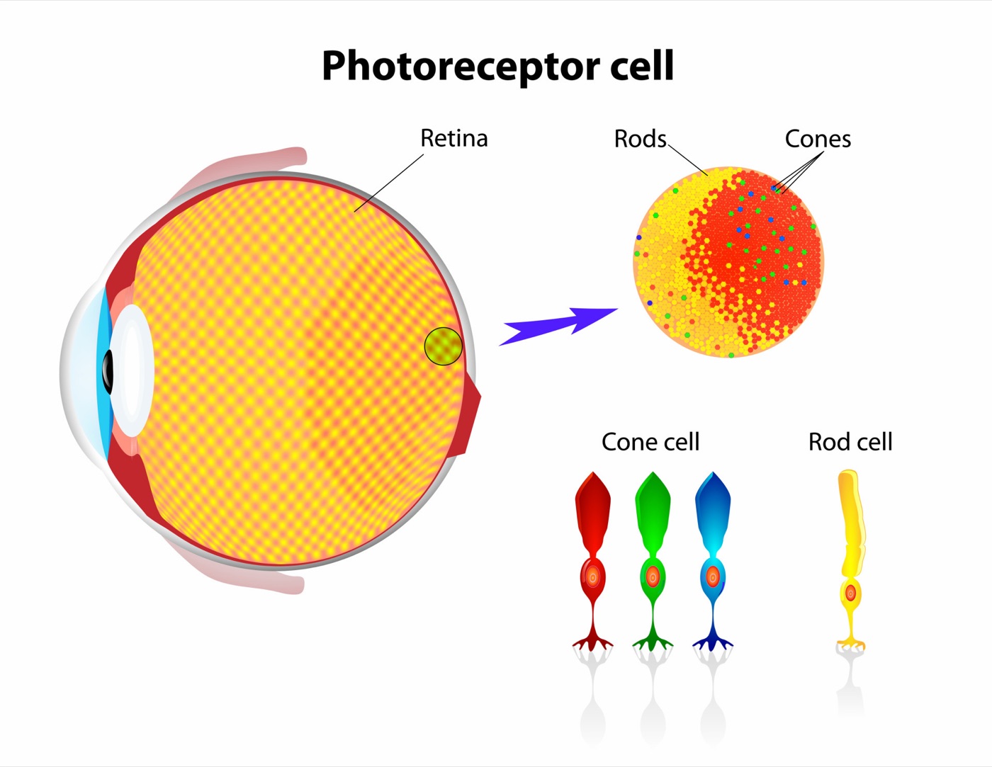 Eye color cones
